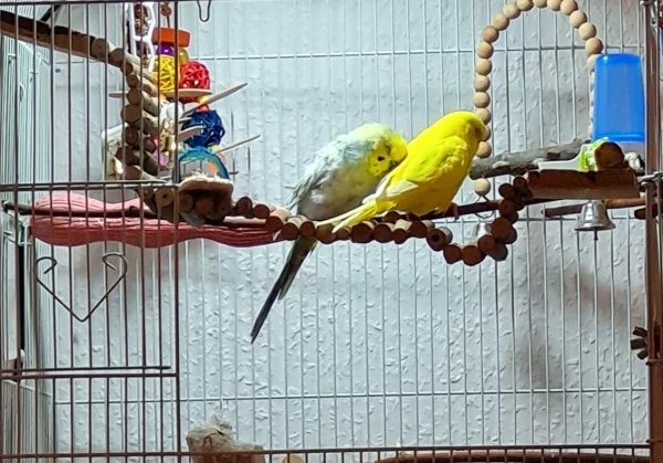 Wellensittich-Bild: Coco macht eine schwere Mauser durch, aber seine Frau Rita gibt ihm den nötigen Halt, sodass er entspannt schlafen kann. Ist sehr selten, dass Coco so kuschelig beim schlafen ist und diesmal hatte ich auch das Handy griffbereit :)