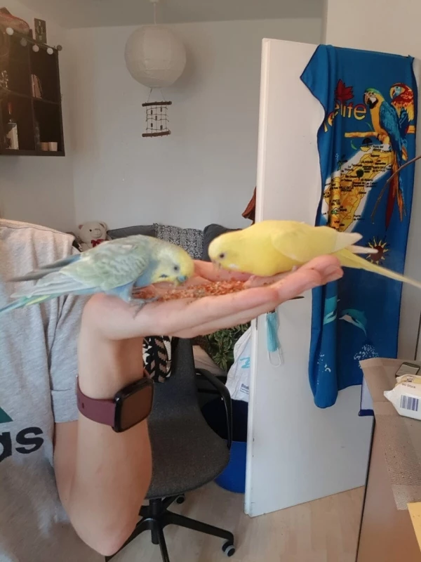 Wellensittich-Bild: An dem Tag sind Coco und Rita zum ersten Mal auf meine Hand gekommen zum Fressen!
