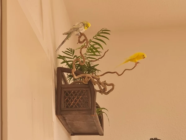 Wellensittich-Bild: Coco und Rita haben sich endlich den neuen Ästen angenommen und sehen sie als würdig an, um darauf zu sitzen :)