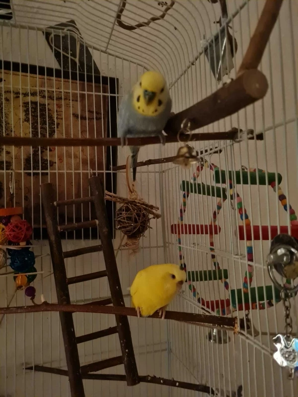 Wellensittich-Bild: Man sollte sich vllt nicht direkt unter einen anderen Vogel setzen.