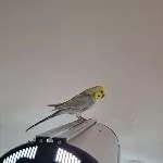 Cocos Fußwärmer