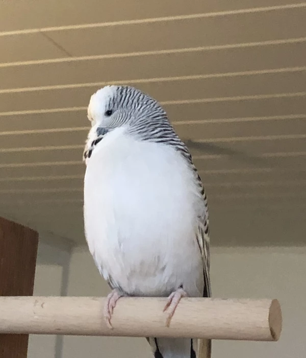 Wellensittich-Bild: Bonnie auf ihrem Ständer. Sie guckt immer etwas skeptisch.