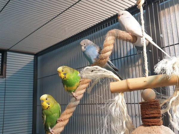 Wellensittich-Bild: von Unten nach oben: Bubbi, Prinzessin, Blue, Herr Gandalf