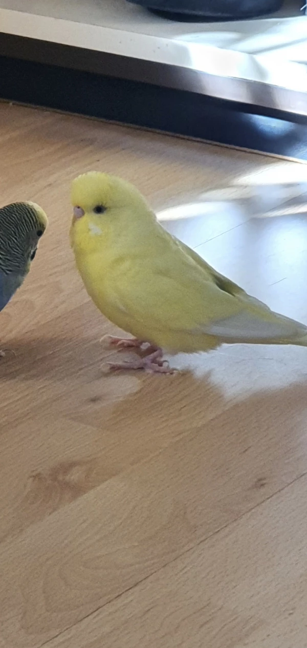 Wellensittich-Bild: Unser kleiner Norbert konnte nicht so gut fliegen. Es hat etwas gedauert aber irgendwann hat sich Sunny zu ihm auf den Boden getraut.