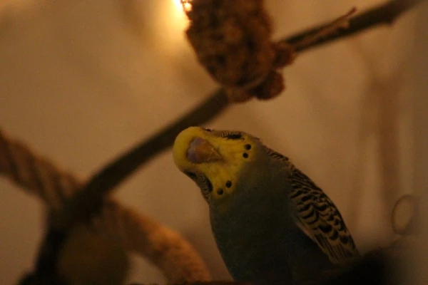 Wellensittich-Bild: Liebe auf den ersten Blick