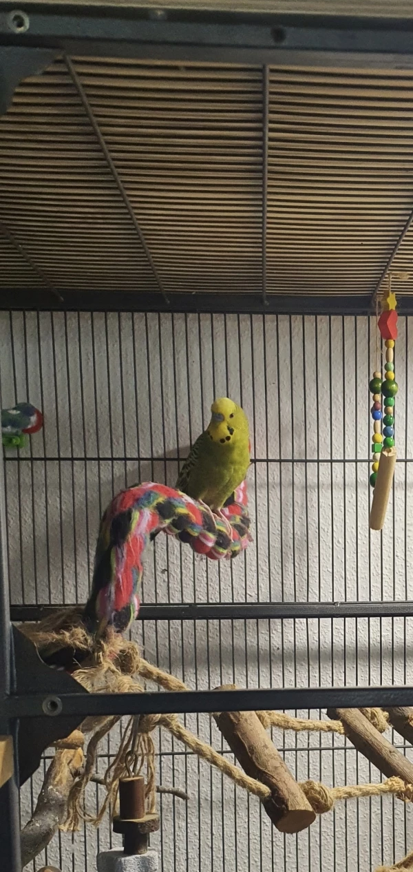 Wellensittich-Bild: Neugierig und aufgeweckt 