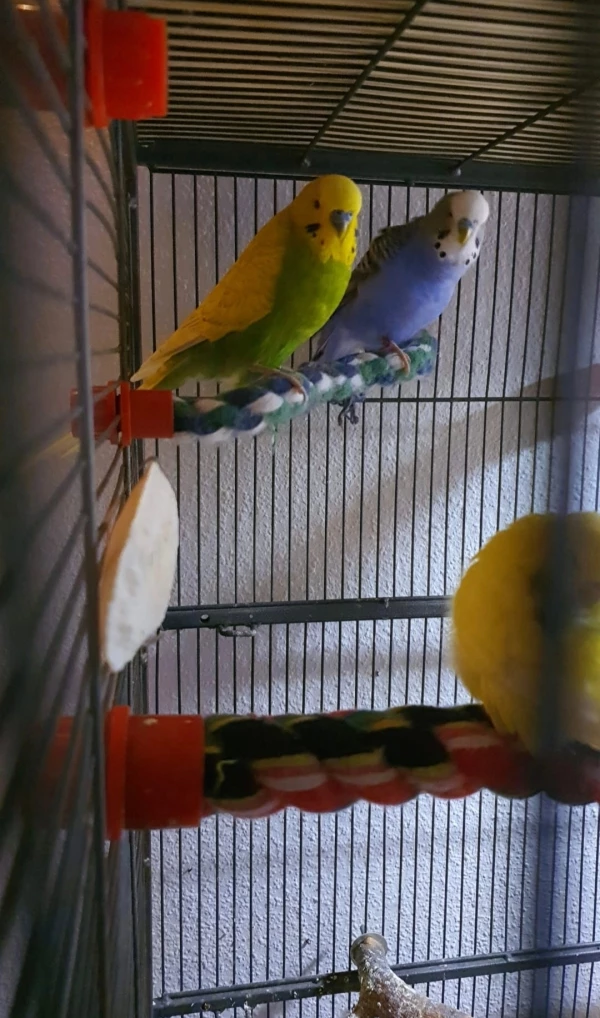 Wellensittich-Bild: Unser Schwarm wächst :)