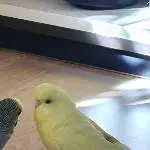 Sunny auf dem Boden
