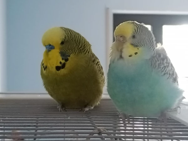 Wellensittich-Bild: Korbinian und Wölkchen