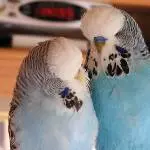 Peny ich hab dich lieb
