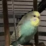 Die kleine Cleo