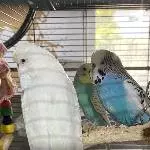 Aja, Cleo und Beethoven