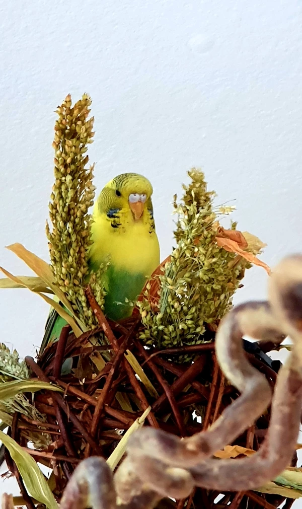 Wellensittich-Bild: Motte nennt man mich und ich bin seid einer Woche bei meinen neuen Kumpels.
Einen Freund habe ich sogar auch schon, er Krault mich, er gibt mir Futter wenn ich den Weg in den Käfig mal wieder nicht finde. Krümel ist sein Name.
Und pssssstt. Nicht ganz jugendfreien Spaß hatten wir auch schon :)