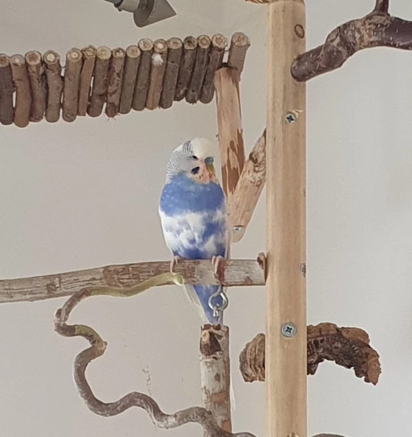 Wellensittich-Bild: Herr Wolke 