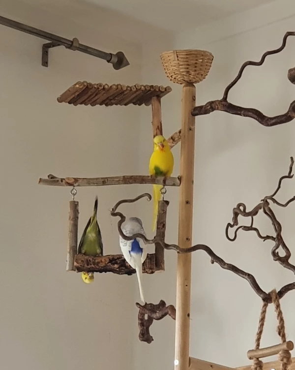 Wellensittich-Bild: Olive, Herr Wolke und Krümel