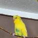 Kruemel