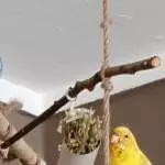 Berta RIP