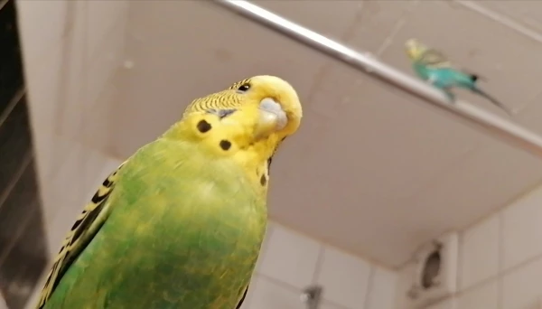Wellensittich-Bild: Ich Chefin du auf Stange! 