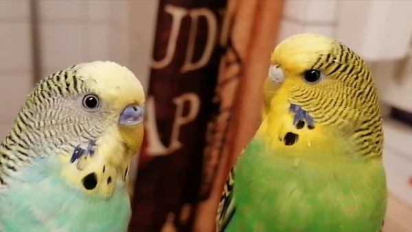 Wellensittich-Bild: There is no life in the void only chirp! 