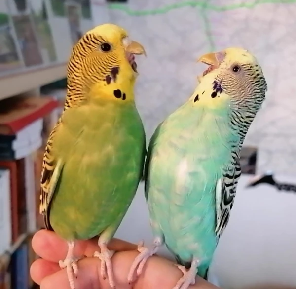 Wellensittich-Bild: Meddl! Ich schmeiß dir so dir Brügel raus! 