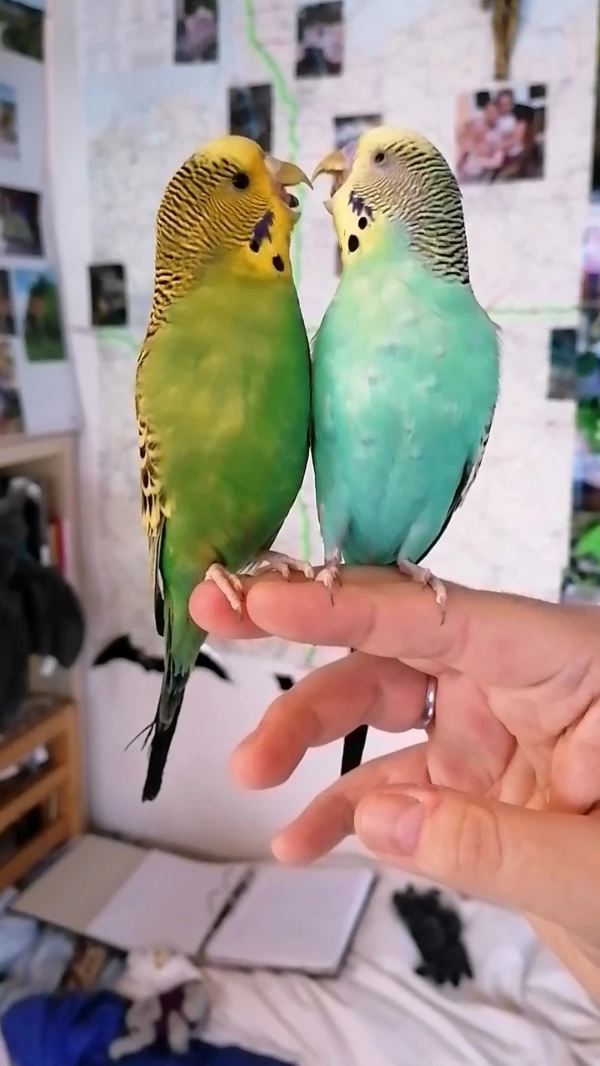 Wellensittich-Bild: James und Sina lieben sich sehr, zanken aber auch umso mehr
