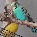 Poppy Profil