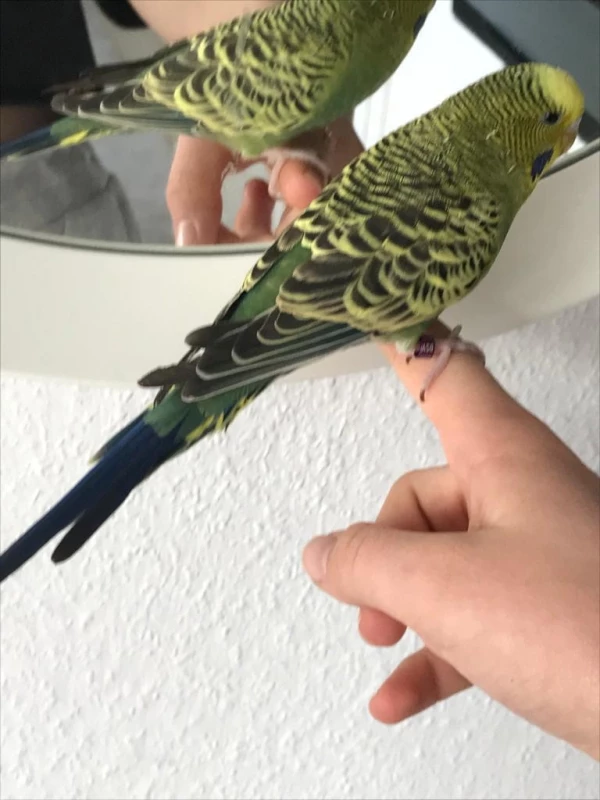 Wellensittich-Bild: Er kommt gerne auf die Hand