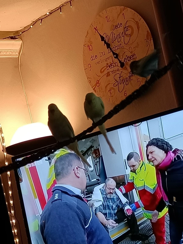 Wellensittich-Bild: Meine Federbällchen schauen gerne TV aber nur,wo viel geredet wird. Somit mach ich ihnen dann immer die Nachrichten an ????????????