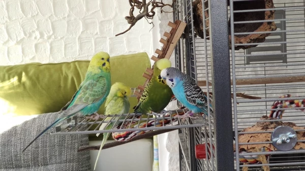 Wellensittich-Bild: V.l.n.r Elvis, Chester (hinten), Melon und Freddie