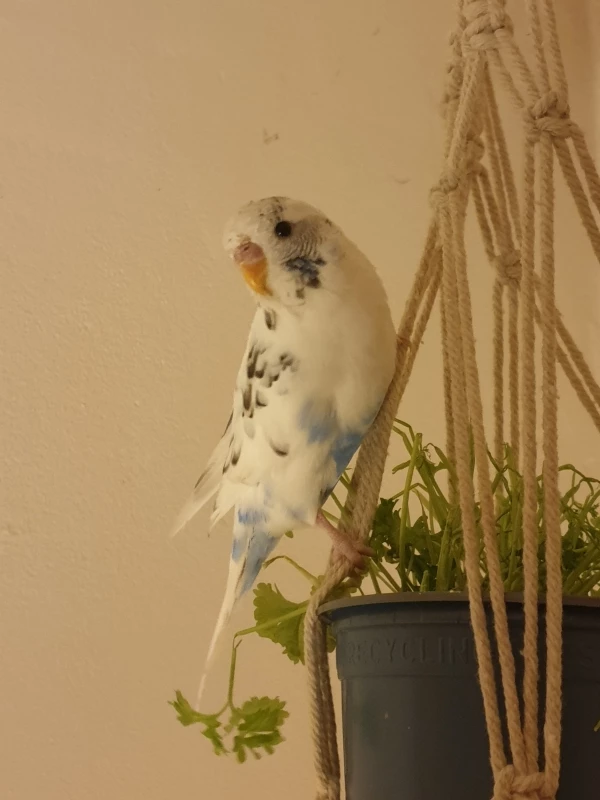 Wellensittich-Bild: Sputnik alias Christopher Falke