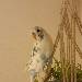 Das ist unser Herzensvogel