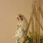 Das ist unser Herzensvogel