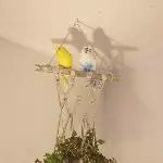 Die Matzies und der Golliwoog