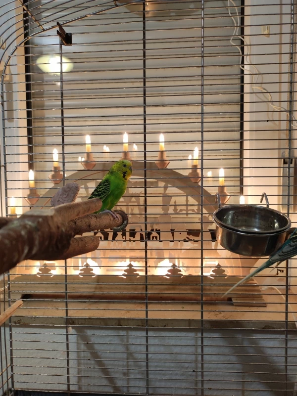 Wellensittich-Bild: Rest in Peace Sunny