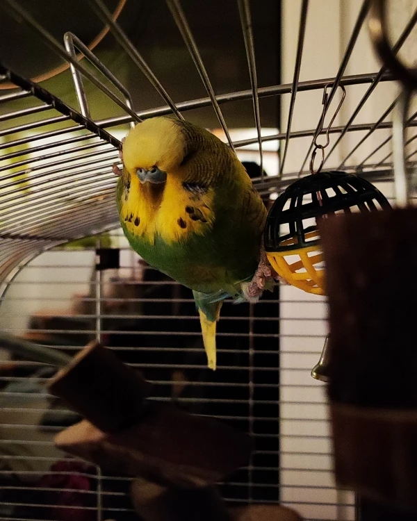 Wellensittich-Bild: Sunny im Stuntmode