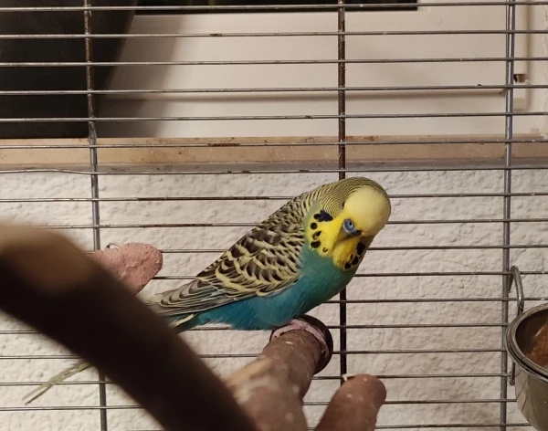 Wellensittich-Bild: Das ist der Bubi