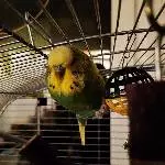 Mein Wellensittich Sunny