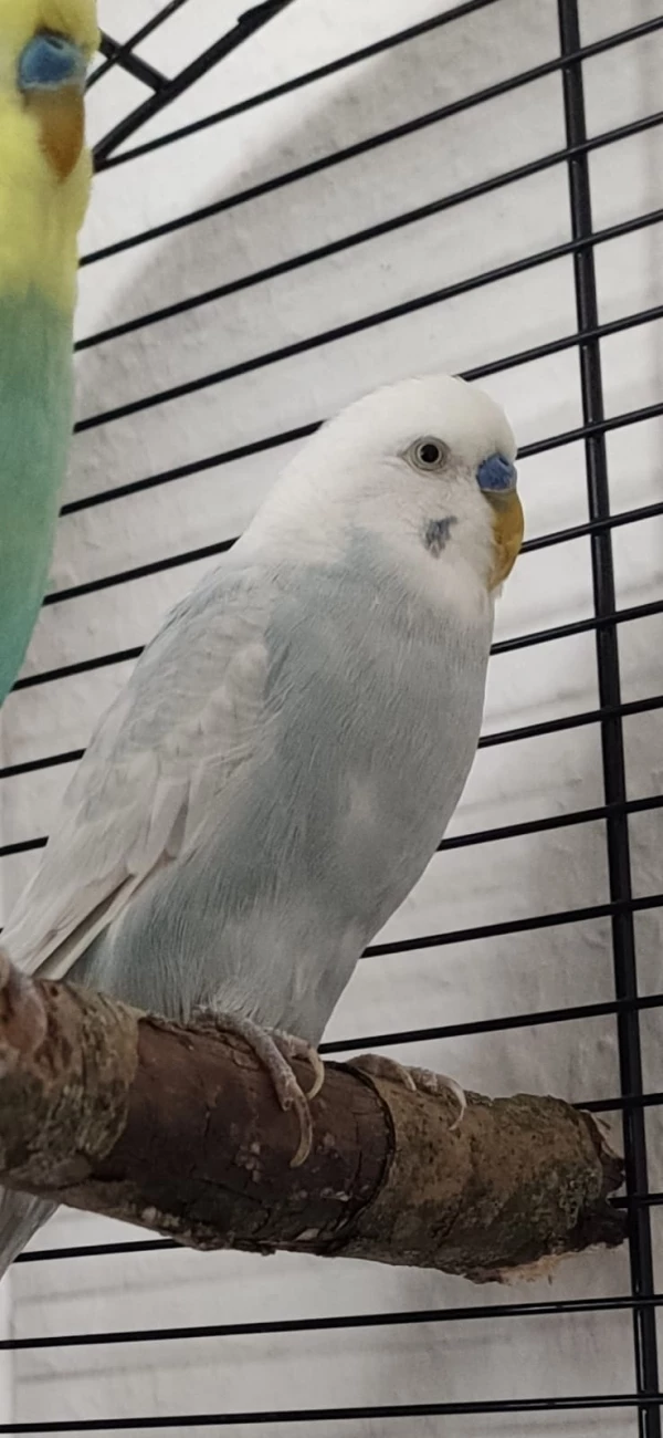 Wellensittich-Bild: Mein Hans