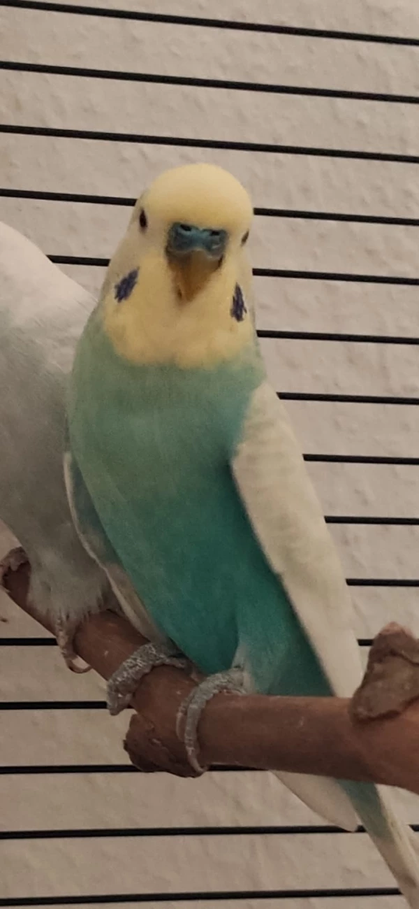 Wellensittich-Bild: Mein Wilhelm
