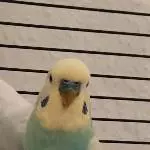 Profilbild von Wilhelm