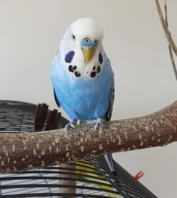 Wellensittich-Bild: Hallo Leute, ich bin Willy und werde im Oktober jetzt 4 Jahre alt. Ich habe 3 tolle Freundschaften erlebt, leider auch ihr Ende. Nun habe ich 4 andere Racker kennengelernt. Meine Menschenfreundin Federchen hat mir geholfen den Tode meiner 3 geliebten Freunde tu verdauen. Mögen Goldi, Karli und Pipsi in Frieden Ruhen. Federchen half mir auch mein zu Hause zu finden. Bei ihr bin ich echt glücklich. Danke das ihr das durchgelesen habt,  ich weiß das es ein bisschen lang geraten ist.

Liebe Grüße, 
Willy