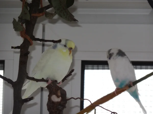 Wellensittich-Bild: Die neuen Hennen im Schwarm: Fiennchen und Emmi