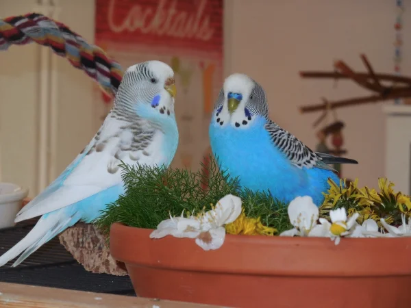 Wellensittich-Bild: Bella und Blue an der mit Fenchel und Blüten gefüllten Badeschale.