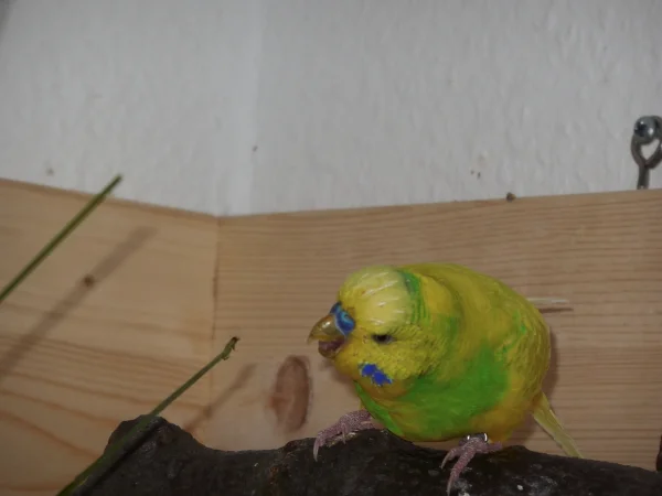 Wellensittich-Bild: Milo beißt ins Gras.