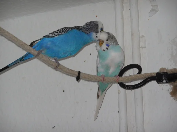 Wellensittich-Bild: Auch nach mehreren Monaten sind Bella und Blue immer noch genauso verliebt wie am ersten Tag.