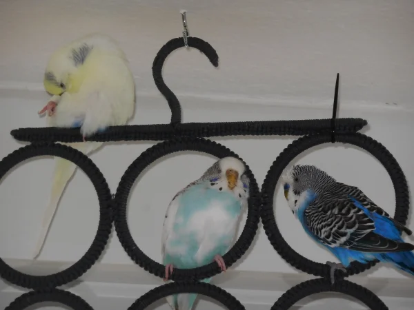 Wellensittich-Bild: Bella will von Blue gekrault und geputzt werden, Fiennchen legt selber Schnabel an.