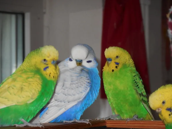 Wellensittich-Bild: Verley mit seinen beiden Liebsten <3. Kumpel Swern und Partner Mr. Green.