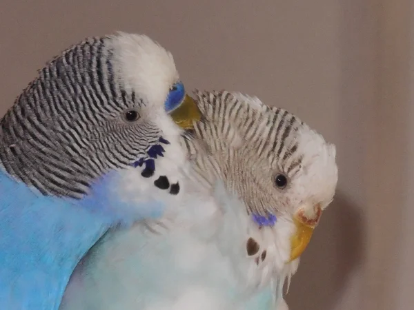 Wellensittich-Bild: Bella und unser neuer Blue. Liebe auf den ersten Blick.