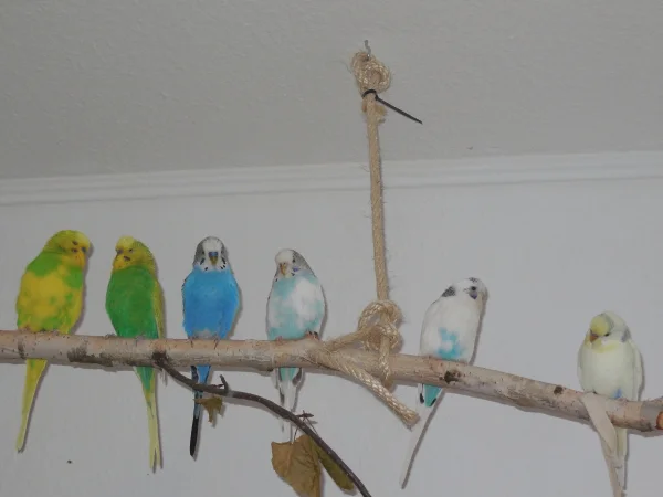 Wellensittich-Bild: Jetzt sind alle mal nebeneinander. Links die Jungs (in den kräftigen Farben) und rechts die Mädchen (in den Pastelltönen).
v.l.n.r: Milo, Swern, Blue, Bella, Emmi, Fiennchen