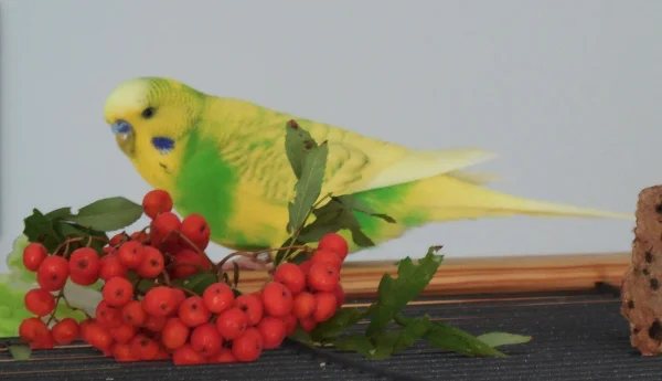 Wellensittich-Bild: Milo weiß noch nicht, was er davon halten soll.